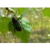Hylobius abietis (Linnaeus, 1758) Szeliniak sosnowiec